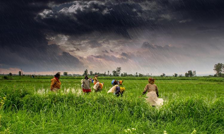 A farm in Madhya Pradesh during monsoon. Source: Rajarshi Mitra/Wikimedia Commons