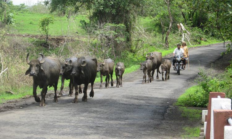 Small scale farmers with their livestock (Image Source: India Water Portal)