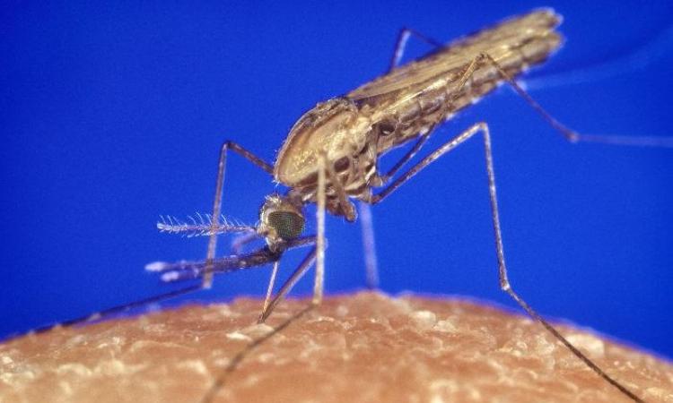 Mosquitoes and malaria (Source: Wikimedia Commons)