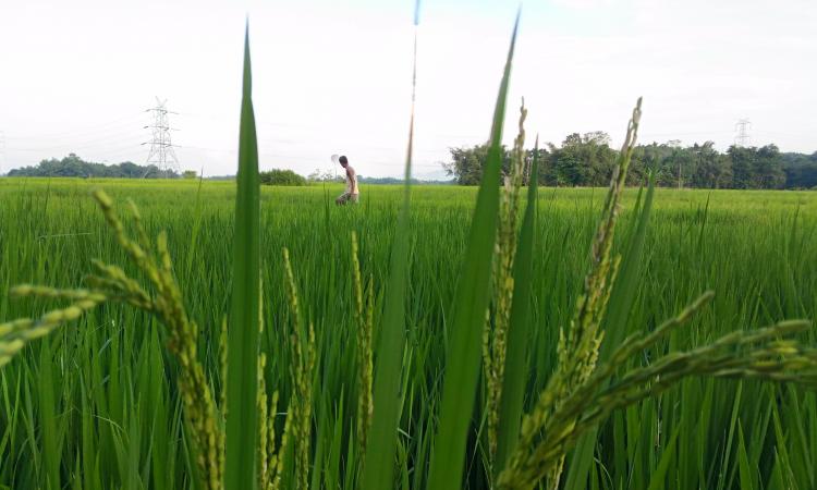 Rice occupies 95 percent of the total food grain production in Assam. The state has about 2.5 million hectares area under rice cultivation with the crop occupying about two-third of the total cropped area in the state. 