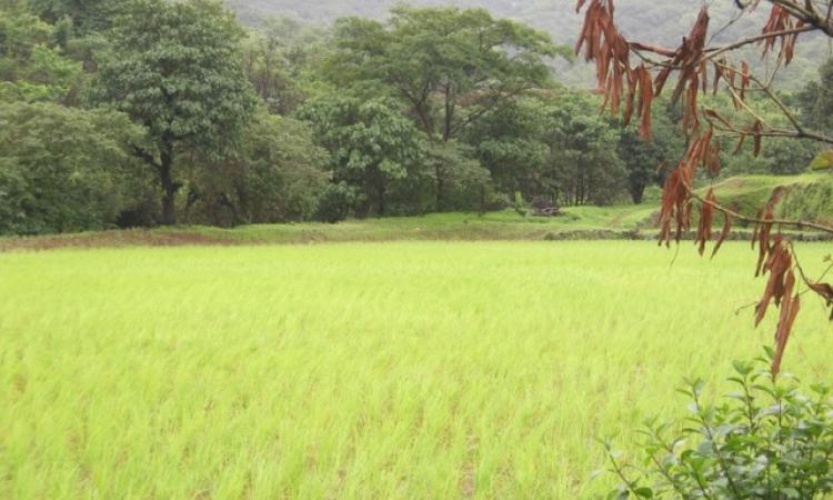 The future of rainfed agriculture in India