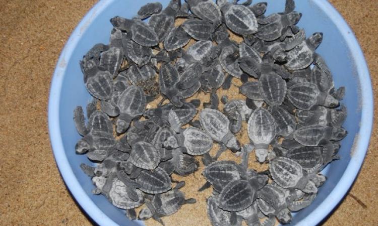 Hatchlings ready for safe release into the sea