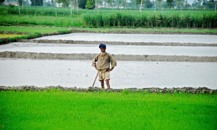 Whatever be the water situation, it doesn’t look like paddy’s popularity as a crop is going to diminish anytime soon. Source: Akshay Mahajan/Flickr