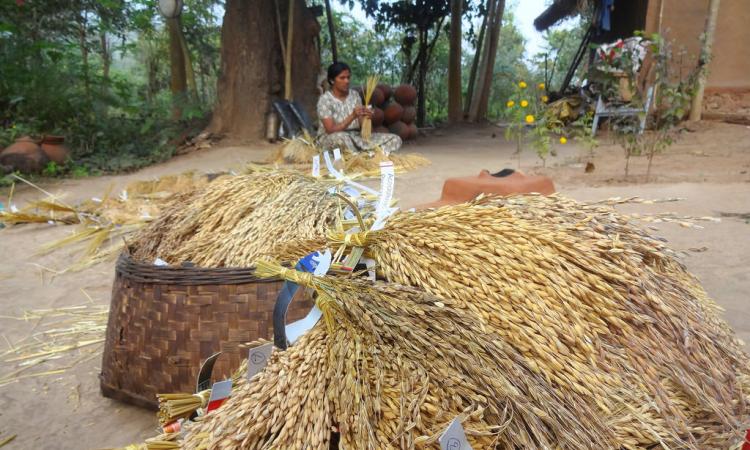 At his farm in Odisha, Deb conserves 1,200 traditional varieties of rice.