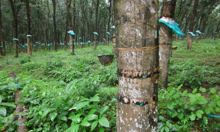 Tripura had the highest rate of growth of rubber plantation during the first decade of the millennium as compared to any other state (Image: Flickr Commons)