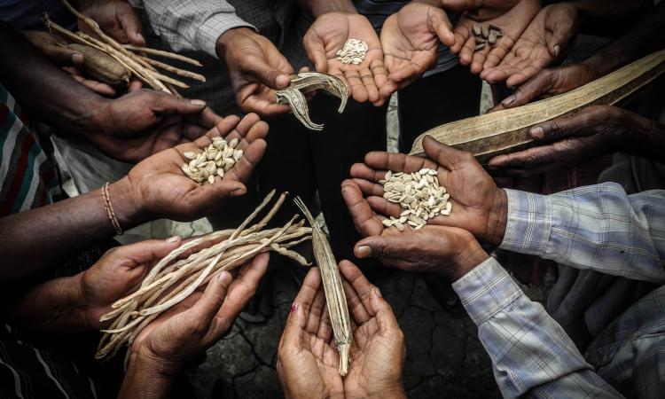 Seed-banks are an effective instrument to preserve local varieties and keep people together 