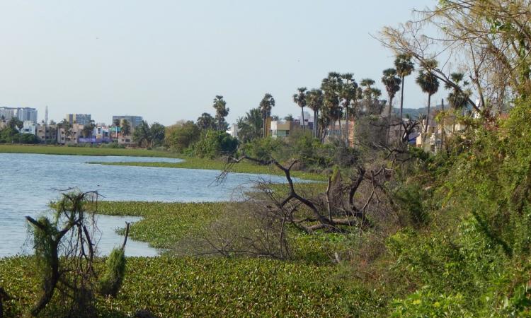 Sembakkam lake currently spans across a 100 acres in South Chennai. (Picture courtesy: Care Earth Trust)