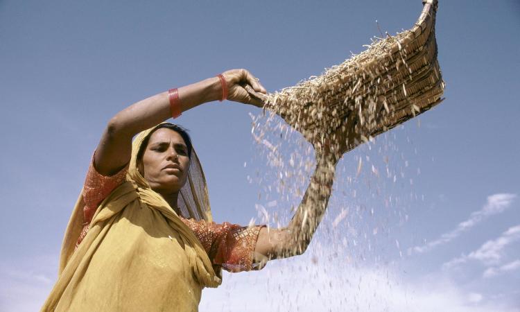 Woman farmer sifting grain (Image: Ray Witlin/World Bank CC BY-NC-ND 2.0)