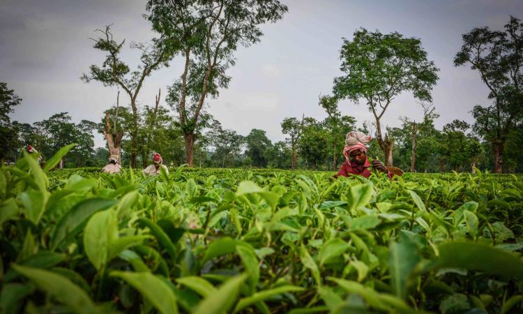 Women plucking tea leaves at a garden in Golaghat