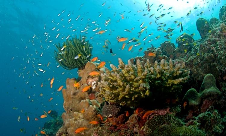 Coral reefs at Havelock, Andaman Source: Wikipedia