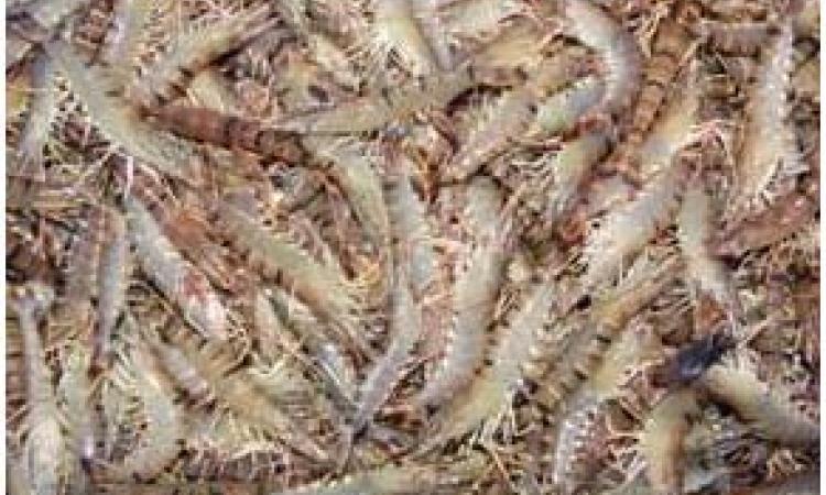Tiger shrimp production at Rohtak; Source: CIFE