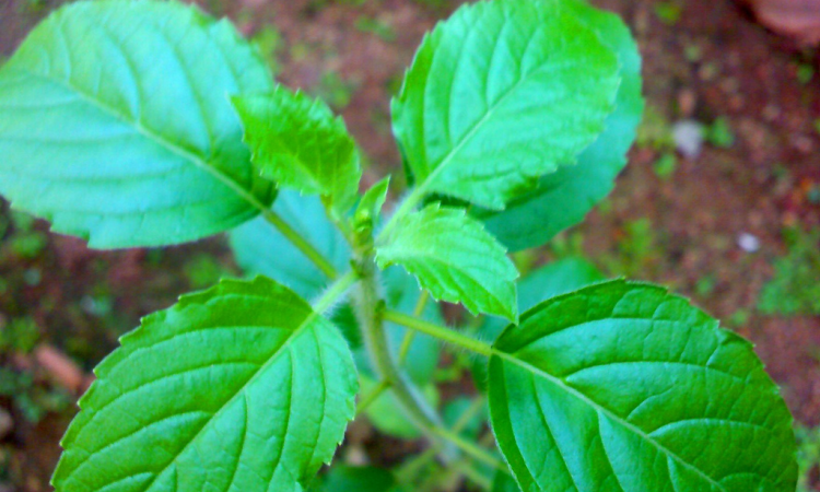 Tulsi leaves can purify water (Source: Wikipedia)