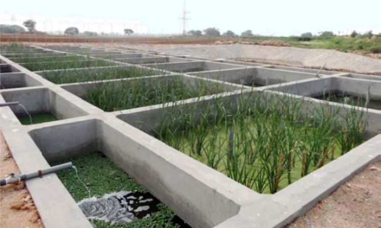 Constructed wetland at ICRISAT's Patancheru campus.